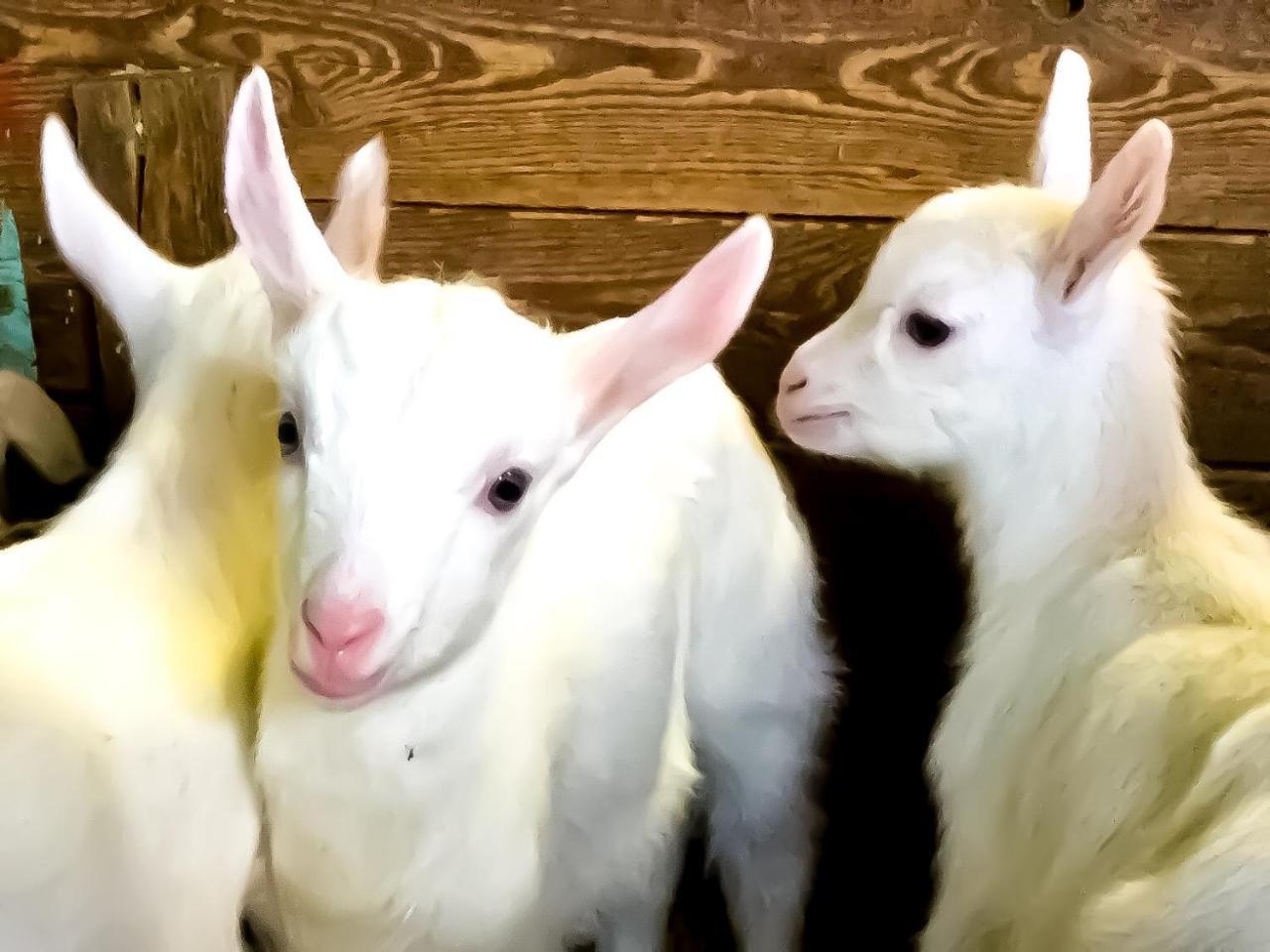 Agriturismo B&B Chevres A Cheval Charvensod Kültér fotó
