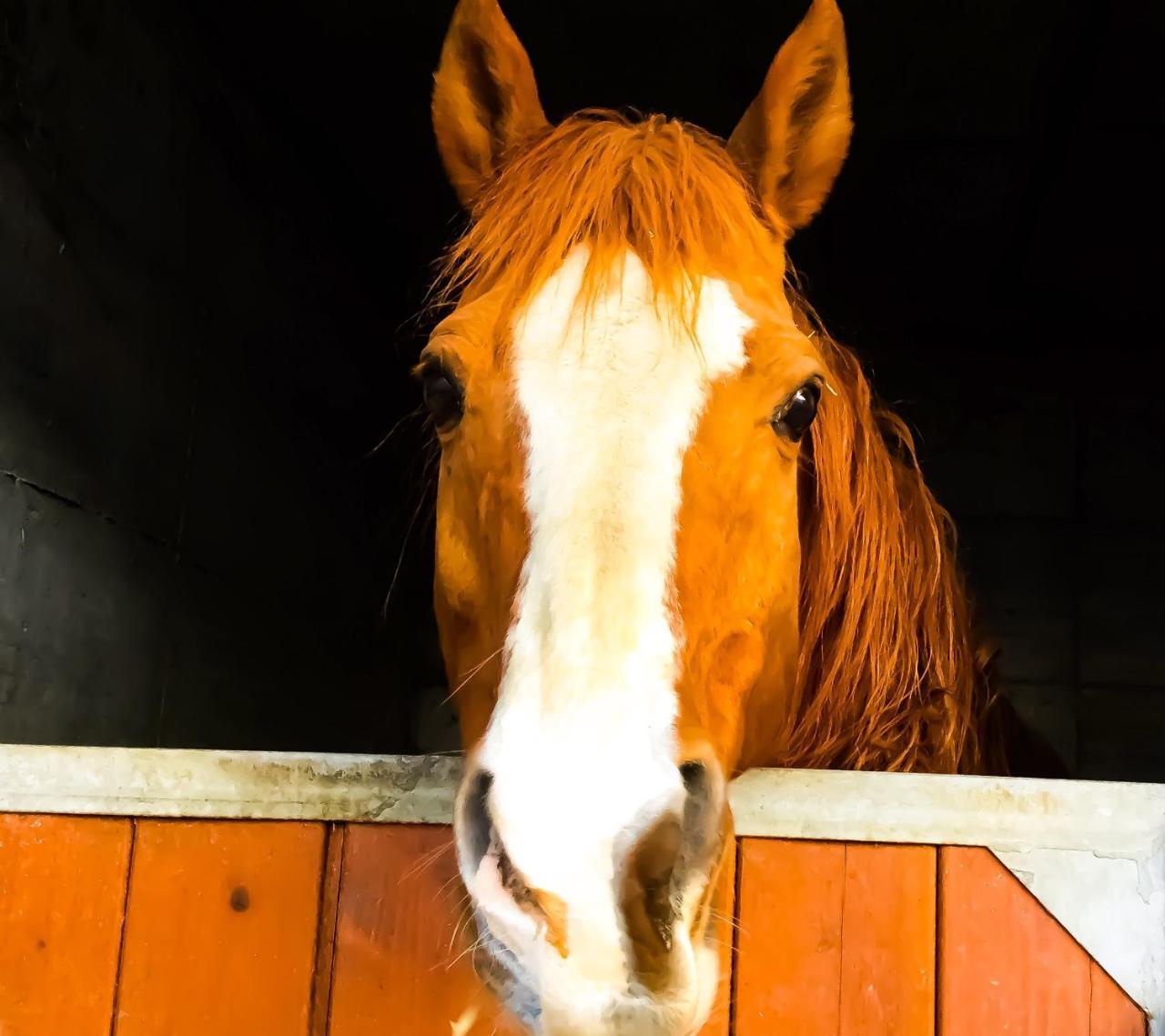 Agriturismo B&B Chevres A Cheval Aosta Kültér fotó